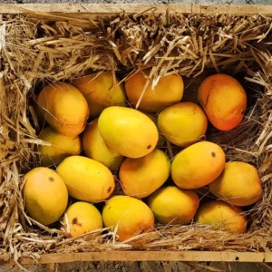 Original Ratnagiri Alphonso Mango